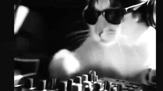 Funny cat 287