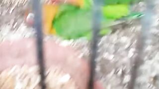 Love birds mating