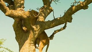 Bees attack a lion