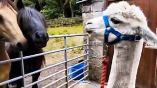 Shuf_shuf_sarkar????????#  funny video #