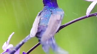 Which one is your favourite1)Swallow-tailed Hummingbird wildlife