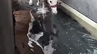الحصان_يستطيع_السباحة_????_The_horse_can_swim(480p).