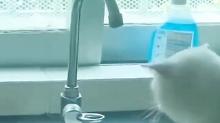 Funny _ cats????_ episode 96_ #courts_ métrages