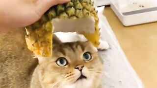 The man funn with animal