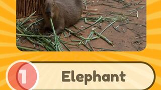 The Largest Mammal in the World is the ___ | Fun Quiz | The Quiz Pro