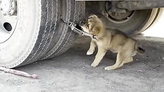 A dog hut is written as helpless.