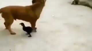 FUNNY DOG 4