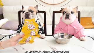 Cute funniest thing doing by doggys