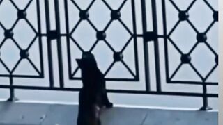 Bird cat
