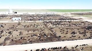 American Ranchers Raise 30,1 Million Beef Cattle This Way - American Cow Farm