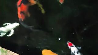 Fish beautiful 2