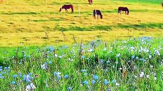 2927,status,status video,status song,status whatsap,beast song,good song,video,natural