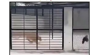 جب اللہ تعالٰی کسی کو بچاتا ہے