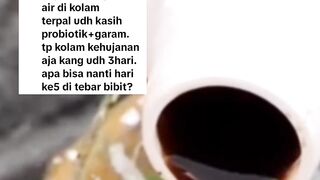 Sudah PUPUK air kolam tapi kena HUJAN... Bagaimana...❓