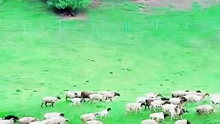 2966,status,status video,status song,status whatsap,beast song,good song,video,natural