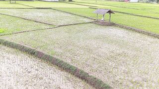 Pemandangan hamparan sawah
