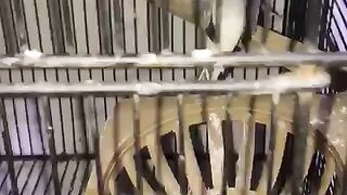 Chicken will be my story