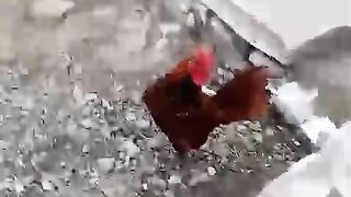 Pir jab tak jata hay