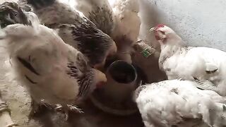 The fleshy chicken