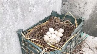 Baby hen chiks/cute chiks /hen farming