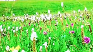 2992,status,status video,status song,status whatsap,beast song,good song,video,natural