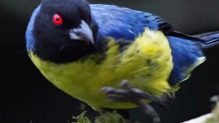 Imponente Tangara Montana deslizándose elegantemente wildlife