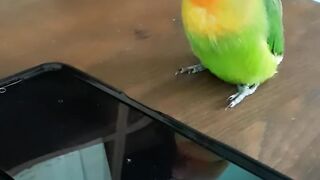 My lovebirds singing