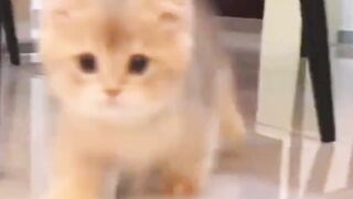 Cute little kitten videos ????