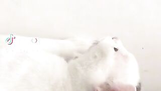 Kucing ini bersholawat dengan majikan nya