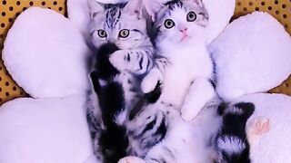 Kitten with mommy ????