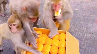 Monkey ???? Taking Bun