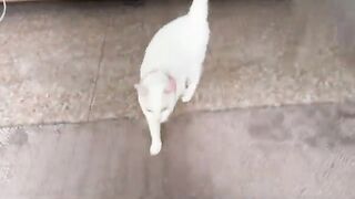 AKHIRNYA NENEK OWIE MENGUASAI LAGI TAHTANYA