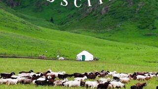 Beautiful Scenery view...! natural beauty...! #animals #wildlife #viralshorts #ytshorts #foryoupage