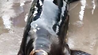 Amazing video 203