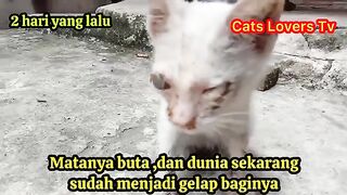 KUCING BUTA KELAPARAN SUDAH DAPAT BANYAK MAKAN DI CATS LOVERS TV