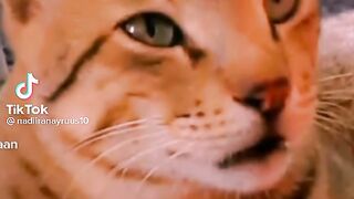 Cat ???? ????