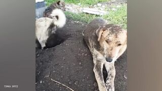 The FUNNIEST Animal 2024 make us LAUGH ???????? Funniest Cats and Dogs Videos