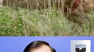This_animal_is_more_dangerous_than_lion__