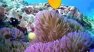 Sea world 2