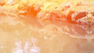 Koi fish 5