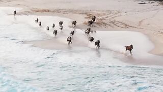 sumba horse