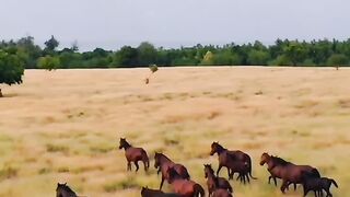 Sumba racehorse