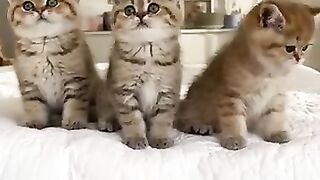 Sunday kitten_dance_funny
