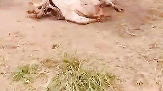 Pig ????stuck