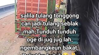 ayam broiler || kata kata lucu 662