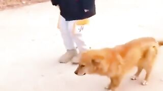 #dog_#doglover_#puppy_#pets_#germanshepherd_#hiphop_#music(480p).