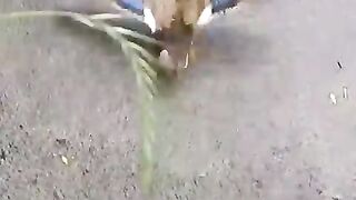 mother_s_efforts_encouraged_baby【duckling】(480p).