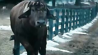 bloddy farm animal  massacare