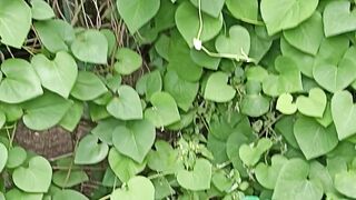 Botanical Garden 4