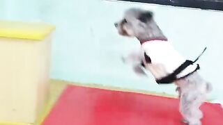 Funny and animals video hd 8